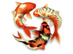 Koi Pond 3D 맥앱 아이콘